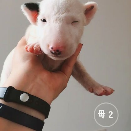 小邝和老二都有身体短板？